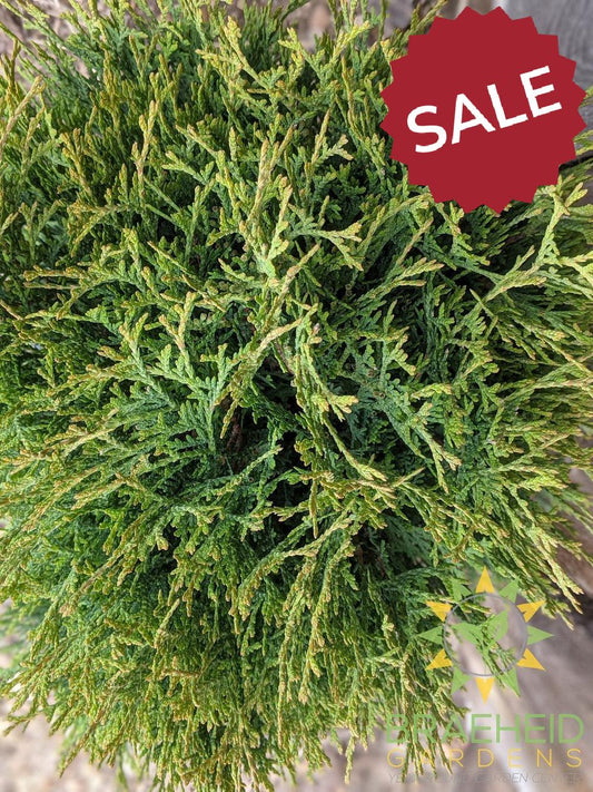 Little Giant Globe Cedar