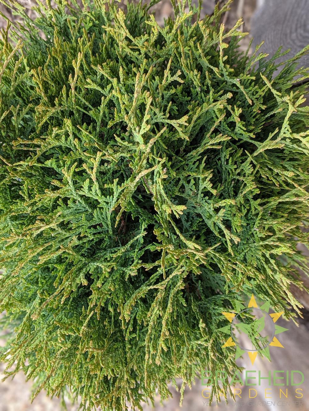 Little Giant Globe Cedar