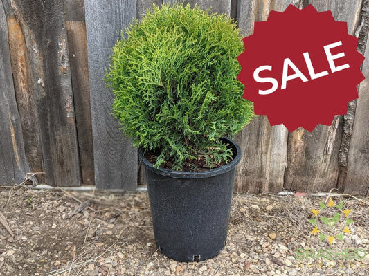 Little Giant Globe Cedar