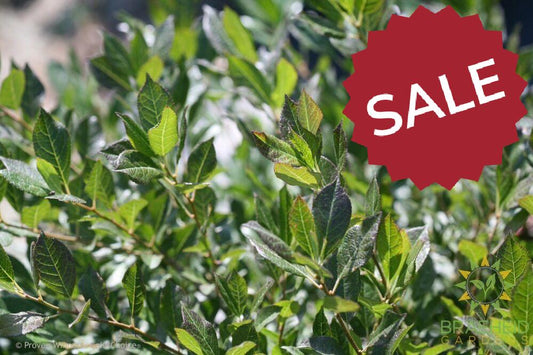 Little Goblin Guy Winterberry Holly