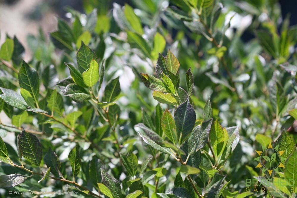 Little Goblin Guy Winterberry Holly