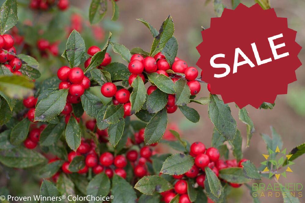 Little Goblin Red Winterberry Holly