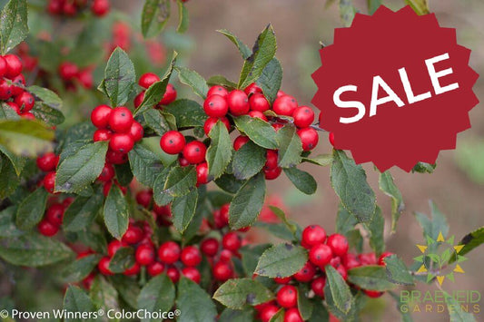 Little Goblin Red Winterberry Holly
