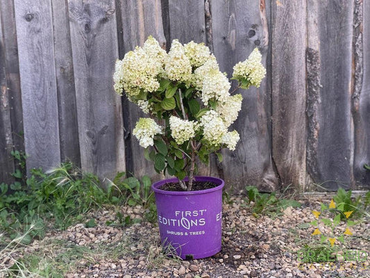 Little Hottie™ Hydrangea