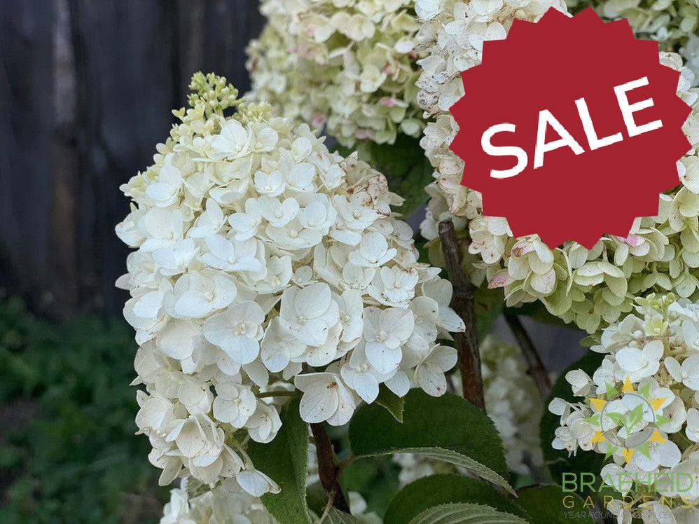 Little Hottie™ Hydrangea