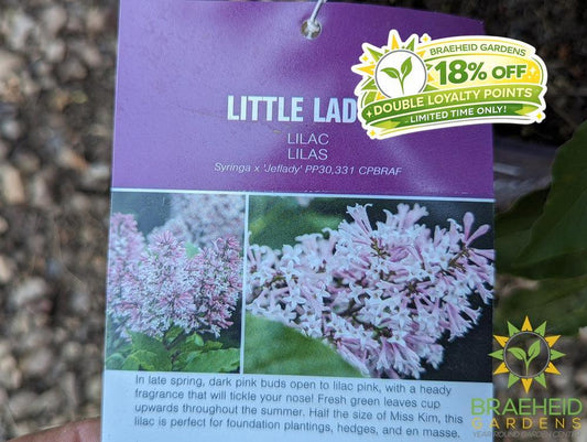 Little Lady Lilac