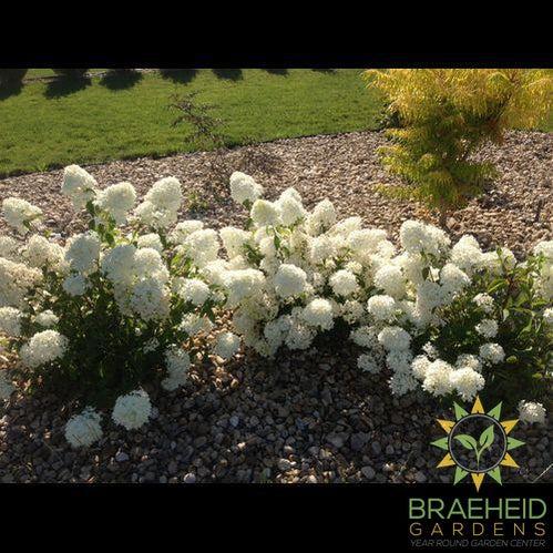 Little Lamb Hydrangea