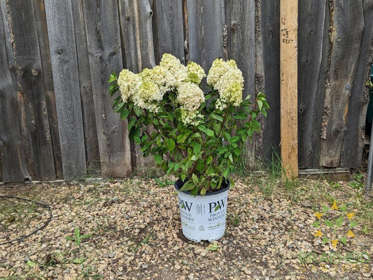Little Lime Punch Hydrangea