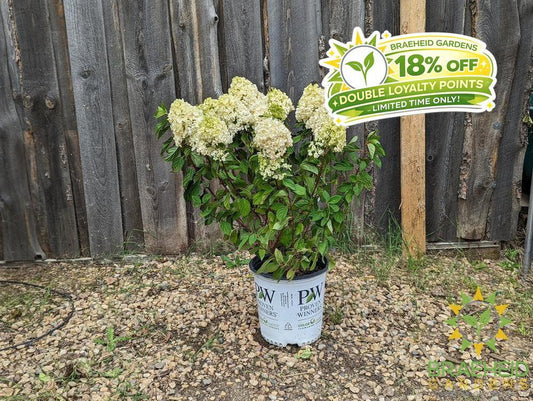 Little Lime Punch Hydrangea