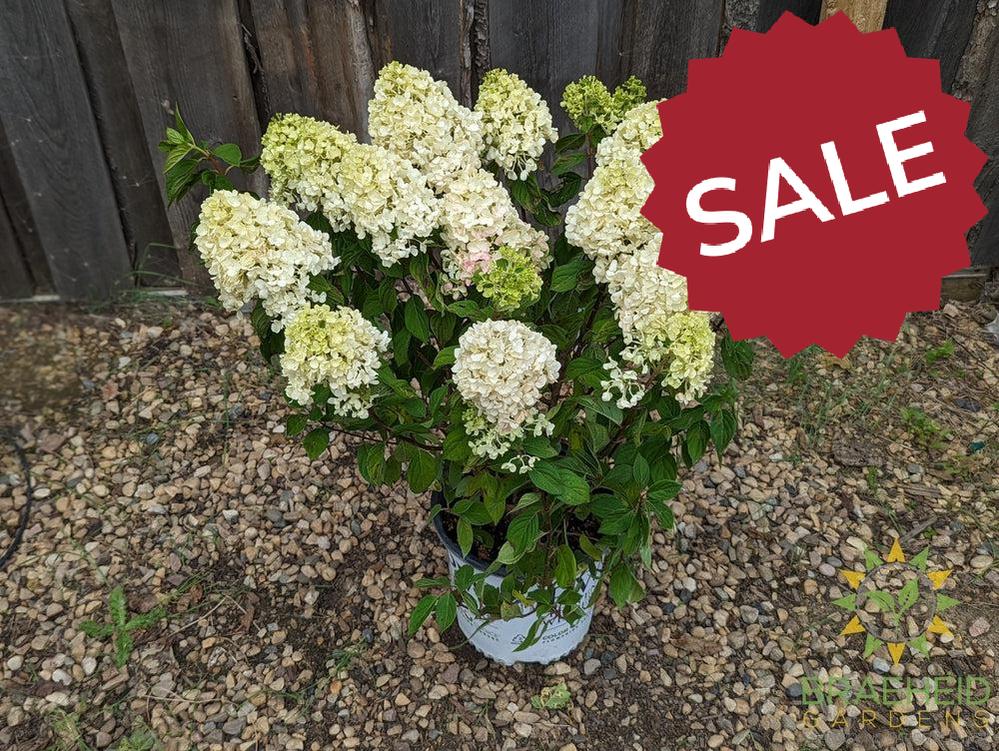 Little Lime Punch Hydrangea