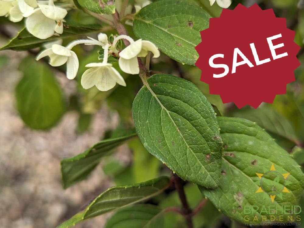 Little Lime Punch Hydrangea