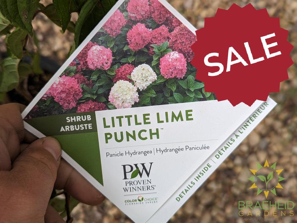 Little Lime Punch Hydrangea