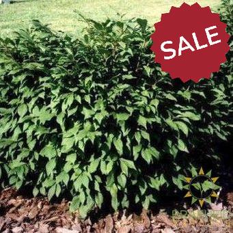 Little Moses® Burning Bush