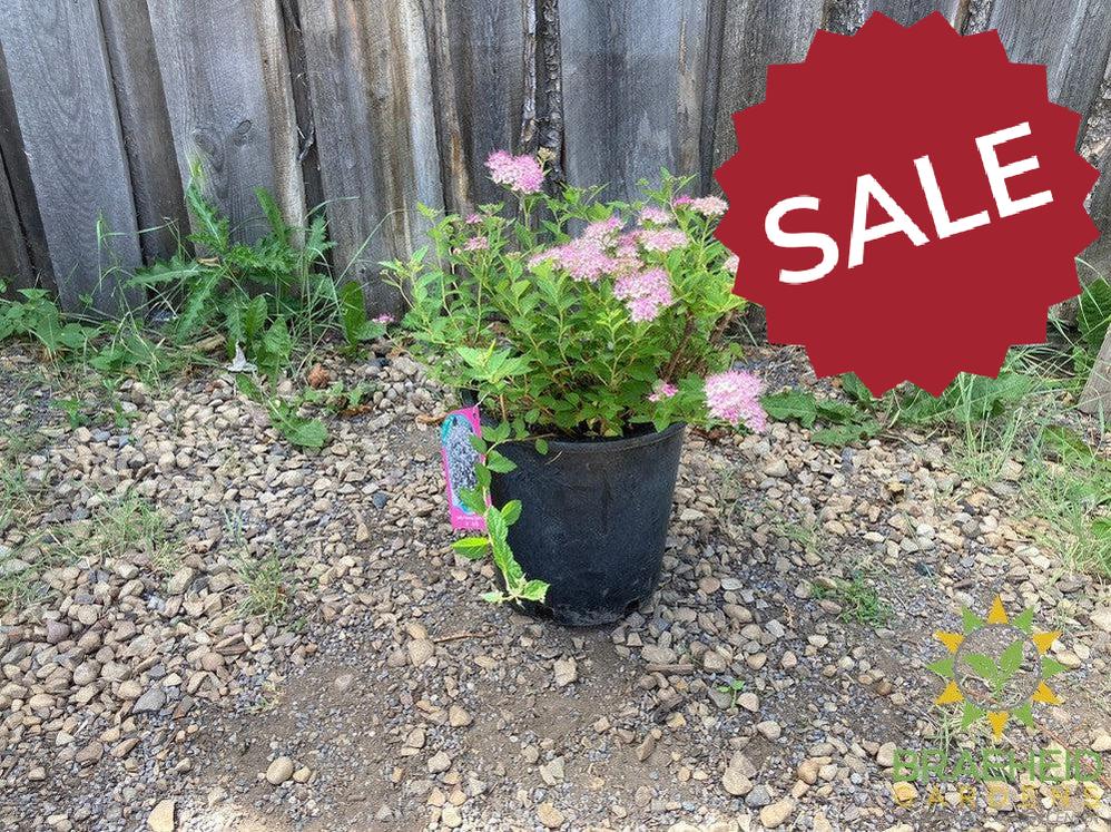 Little Princess Spirea