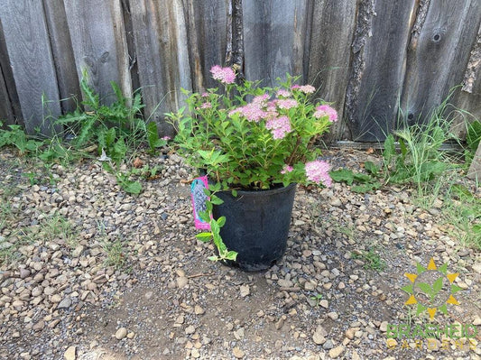 Little Princess Spirea