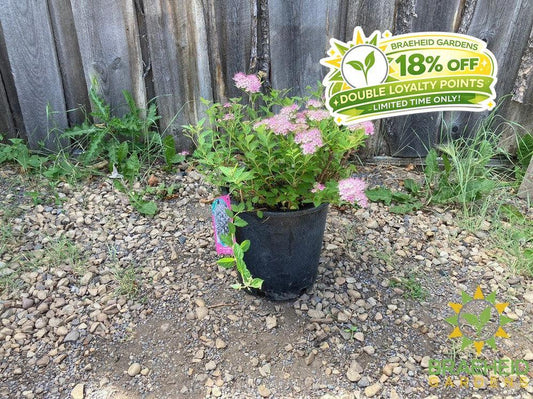 Little Princess Spirea