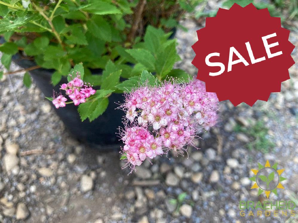 Little Princess Spirea