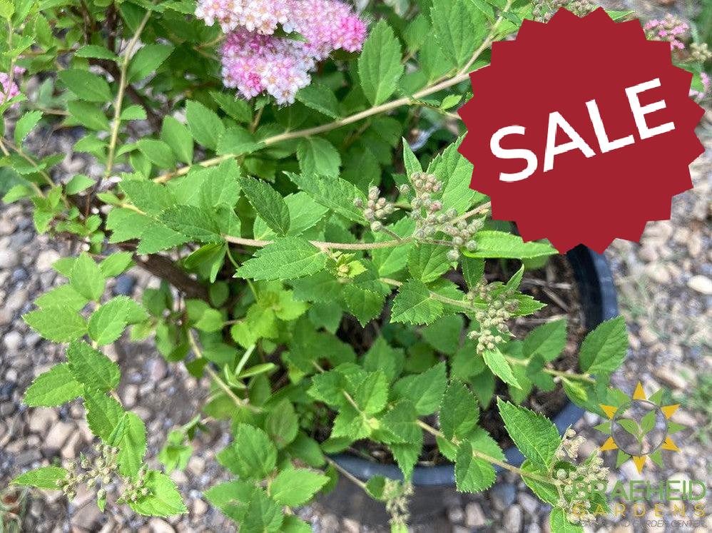 Little Princess Spirea