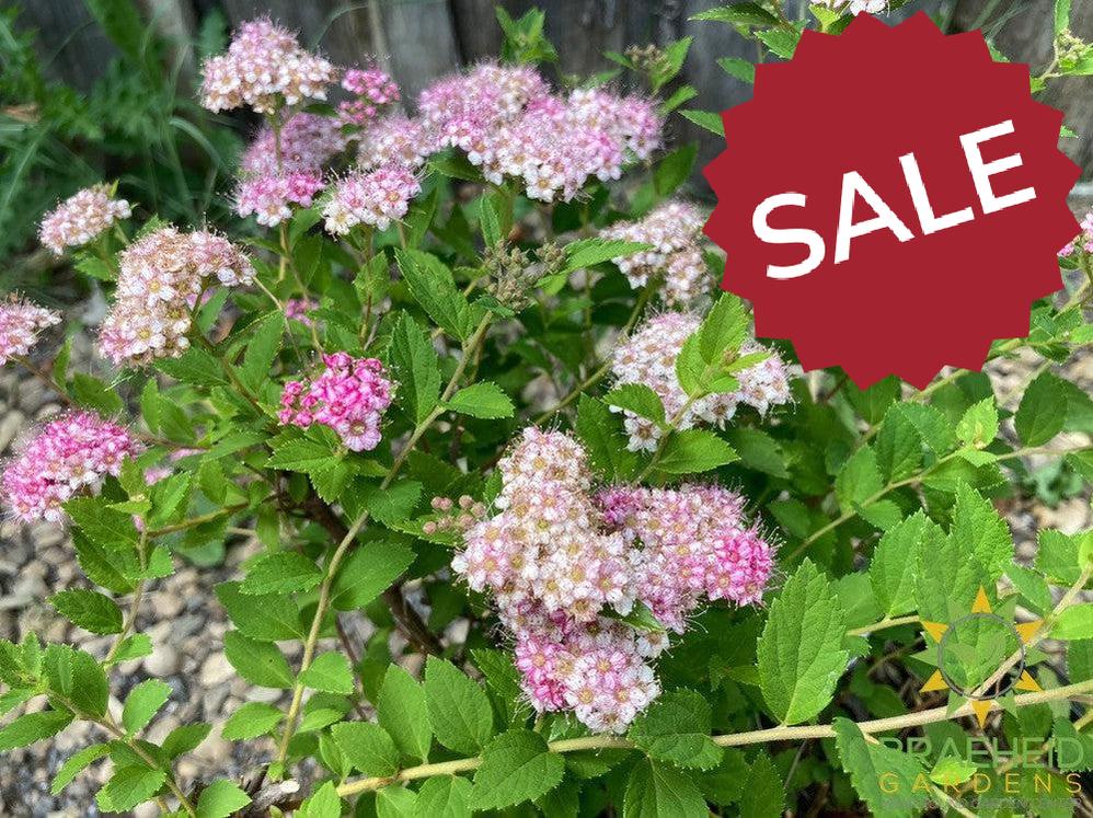 Little Princess Spirea
