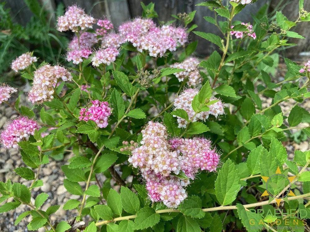 Little Princess Spirea