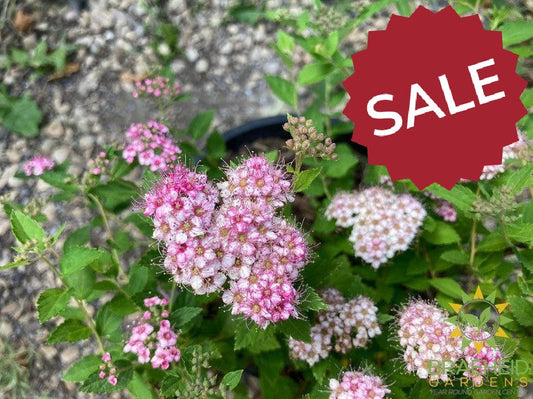 Little Princess Spirea