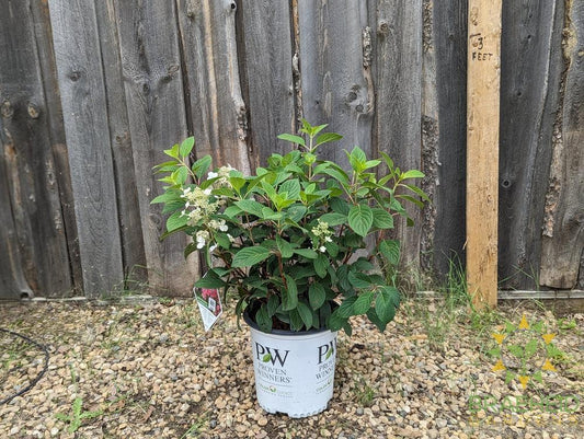 Little Quick Fire® Hydrangea