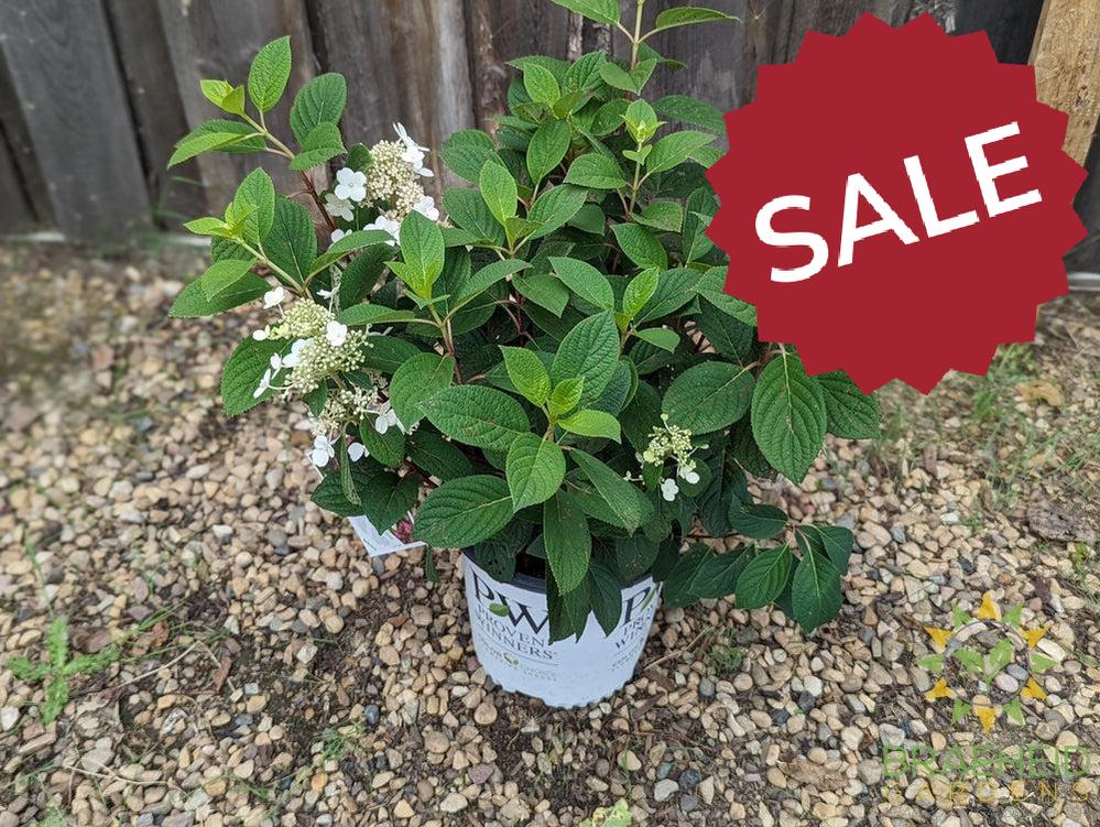 Little Quick Fire® Hydrangea