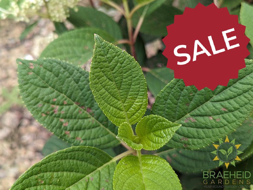 Little Quick Fire® Hydrangea