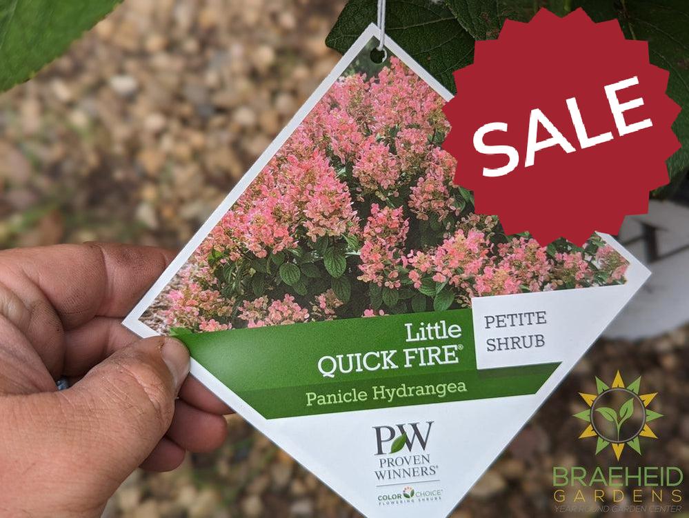 Little Quick Fire® Hydrangea