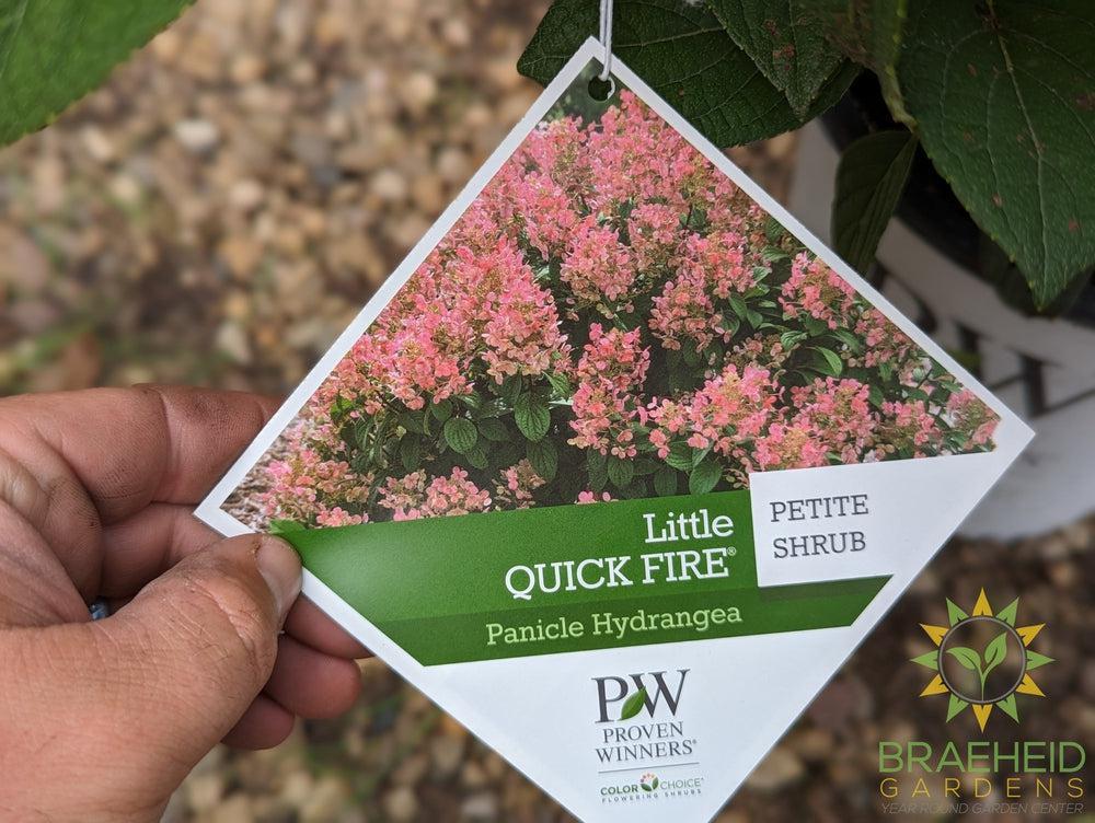 Little Quick Fire® Hydrangea