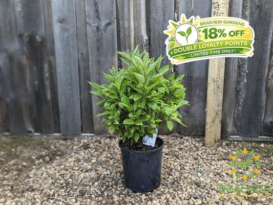 Little Rebel® Dogwood
