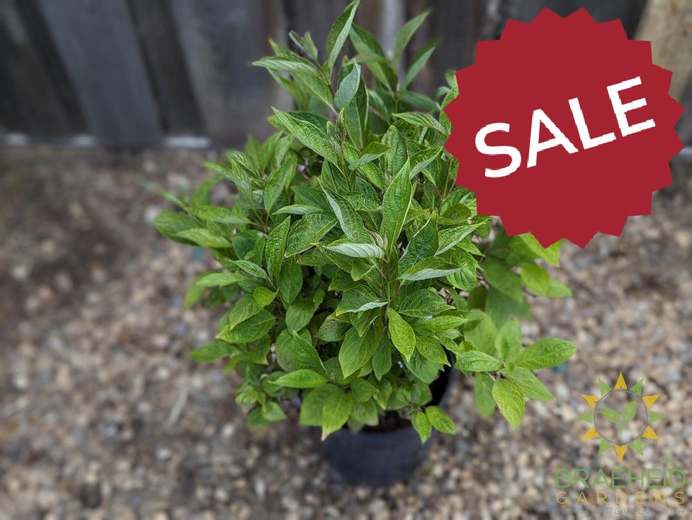 Little Rebel® Dogwood