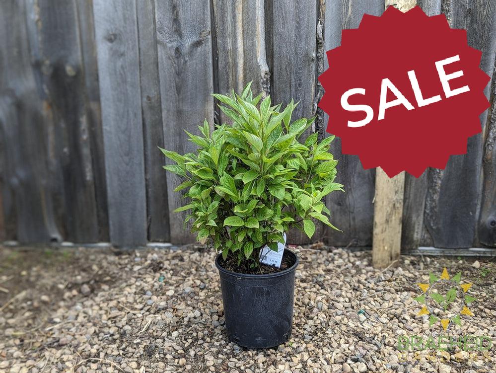 Little Rebel® Dogwood