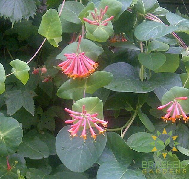 Dropmore Scarlet Honeysuckle