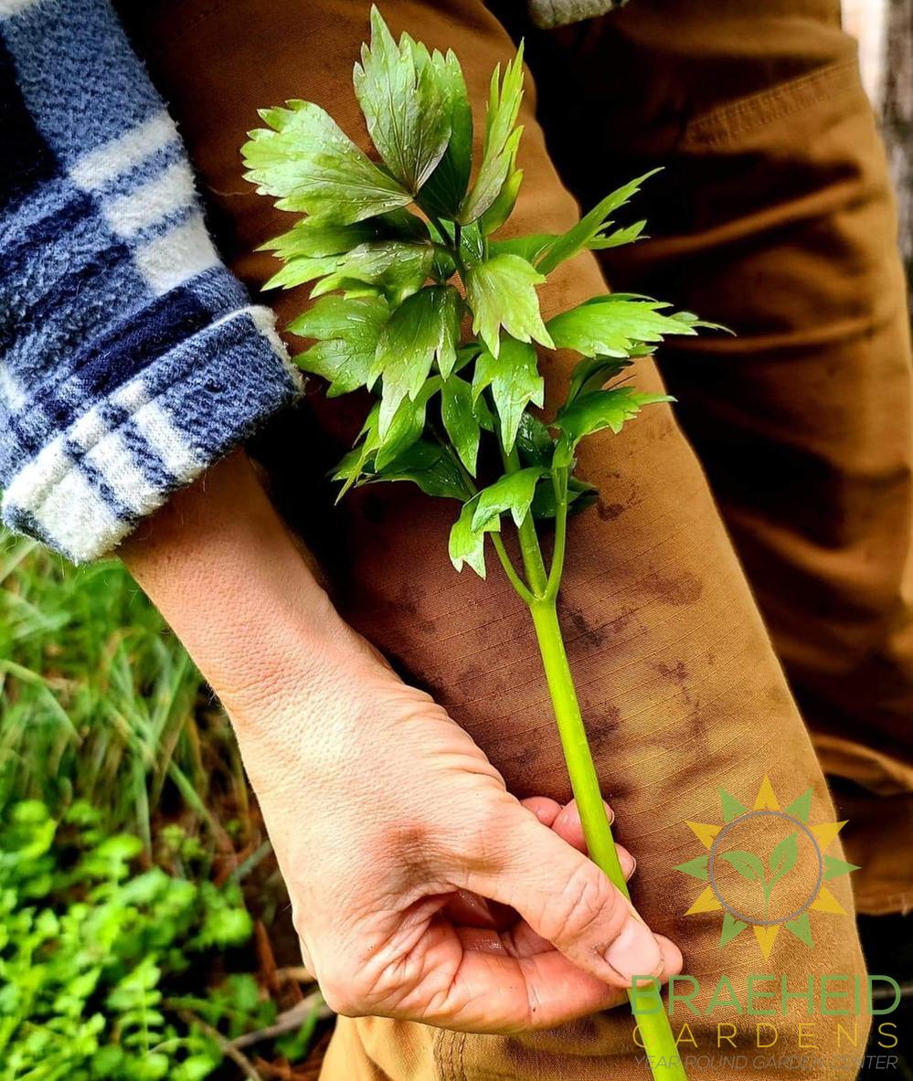Lovage
