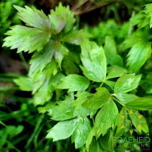 Lovage