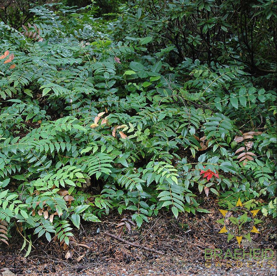 Low Oregon Grape