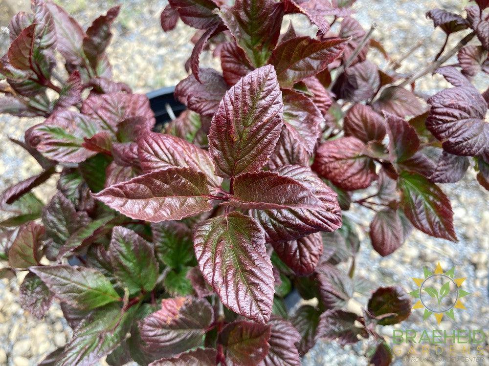 Lowbush Cranberry
