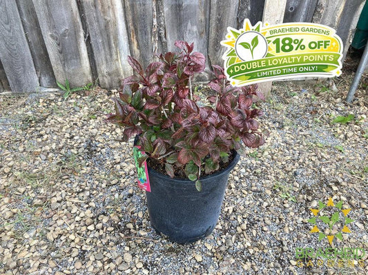 Lowbush Cranberry