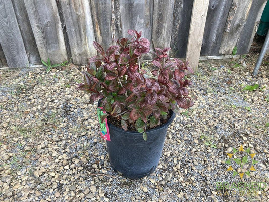 Lowbush Cranberry
