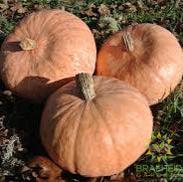 Lower Salmon River Squash