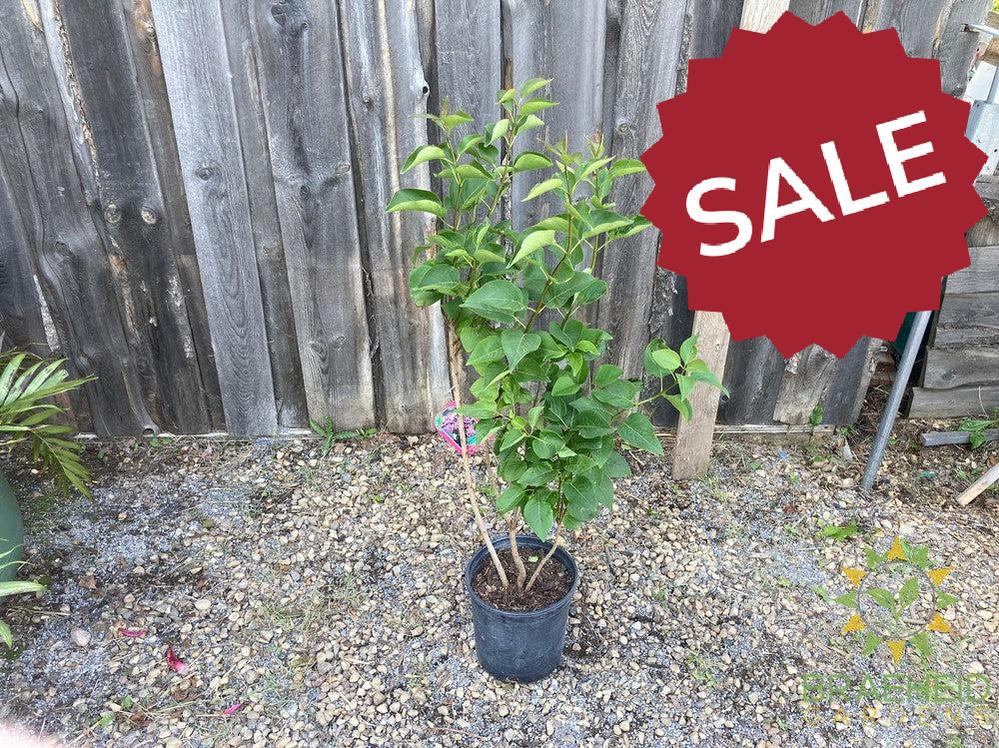 Ludwig Spaeth French Lilac