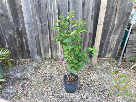 Ludwig Spaeth French Lilac