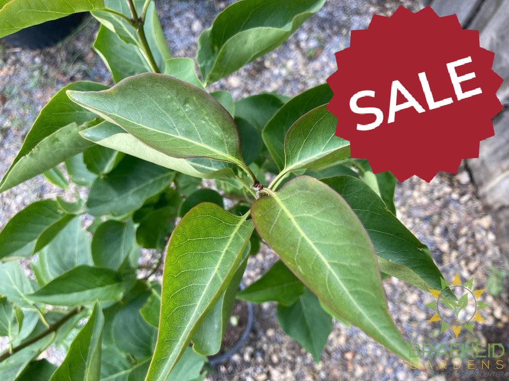 Ludwig Spaeth French Lilac