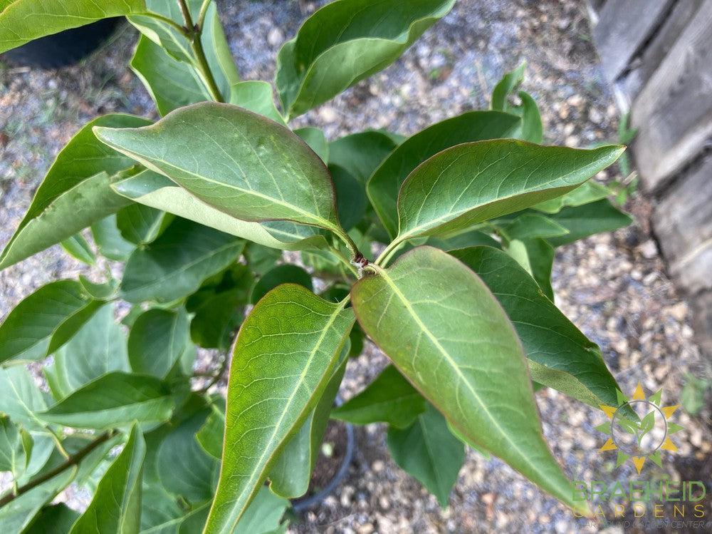 Ludwig Spaeth French Lilac