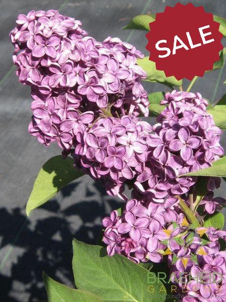 Ludwig Spaeth French Lilac