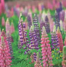 Lupin Mix
