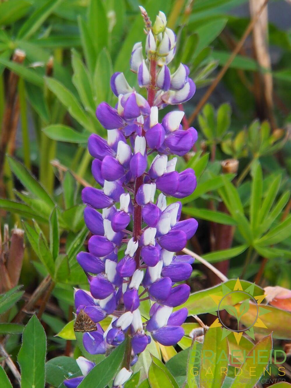 Mini Gallery™ Blue Bicolor Lupine