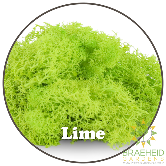 Premium Reindeer Moss Bag