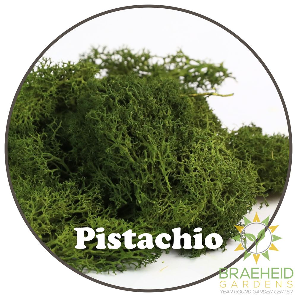 Premium Reindeer Moss Bag